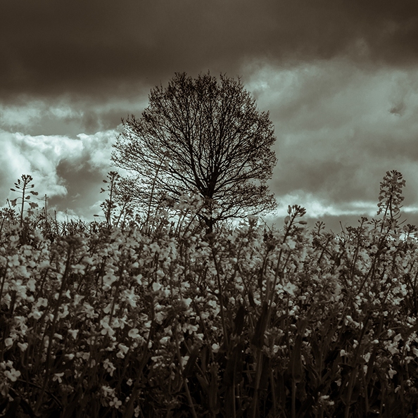 A black and white photo of a tree in a field in Hertfordshire, England with stormy clouds.
